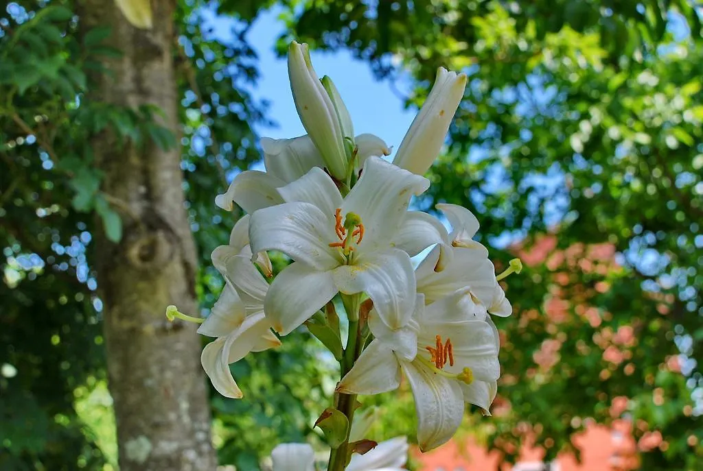 Ospitalità Rurale l'Uccelliera Bed and Breakfast Lucca Italia